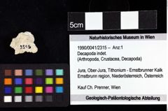 Foto (Objket + Etiketten) von Decapoda indet. 